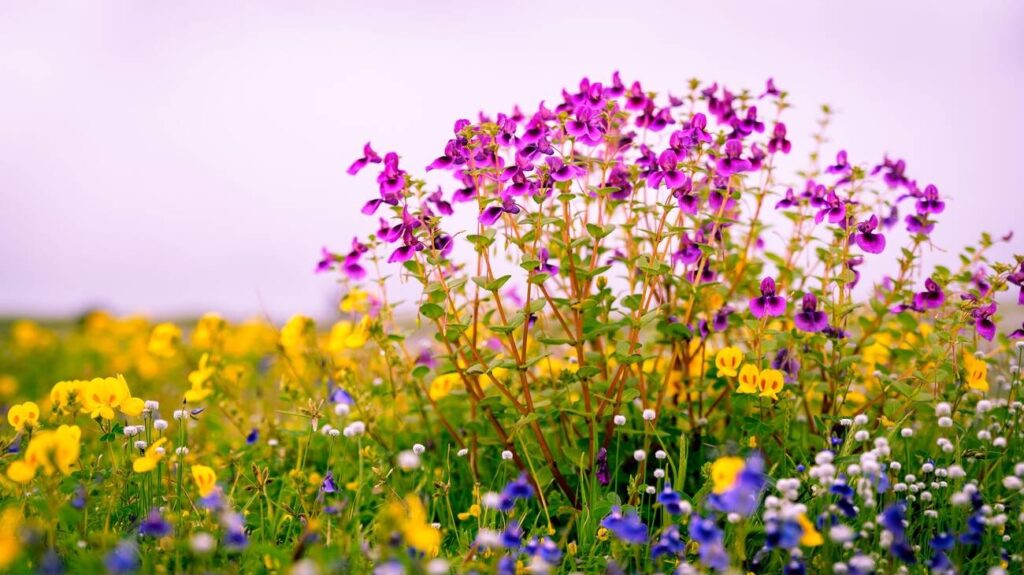 Kaas Pathar Flowers